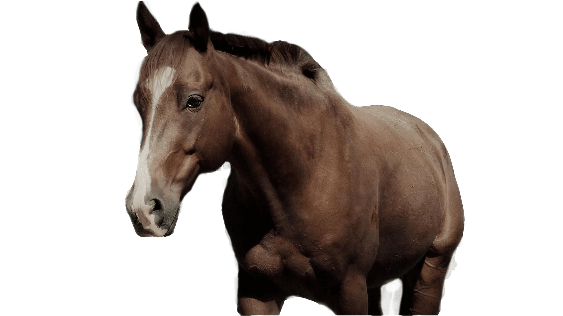 Löwenherz, Dein Coach