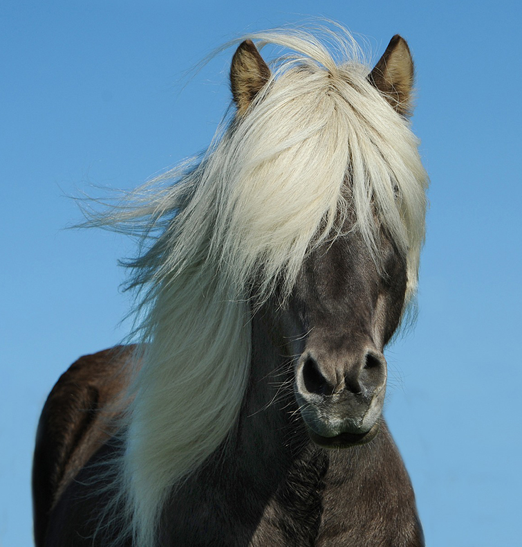 speziell für Reiterinnen und Reiter